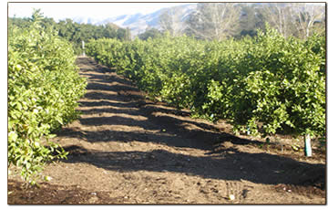 Organic Ag, Inc. - greenwaste mulch spreading